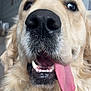 animal, canine, close_up, closeup, cute, dog, domestic_animal, friendly, fur, golden_retriever, happy, mouth, nose, pet, playful, portrait, teeth, tongue, tongue_out, whiskers
