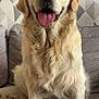 Ulko participe au concours pour gagner de l'argent avec cette photo : animal, canine, closeup, companion, couch, cute, dog, domestic_animal, friendly, fur, furniture, golden_retriever, happy, indoors, living_room, mammal, pet, portrait, sitting, tongue_out