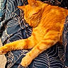 Symba participe au concours pour gagner de l'argent avec cette photo : animal, blanket, cat, comfort, cozy, cute, domestic_cat, feline, fur, indoor, leaf_pattern, nap, orange_cat, pattern, pet, relaxed, resting, sleeping, soft, whiskers