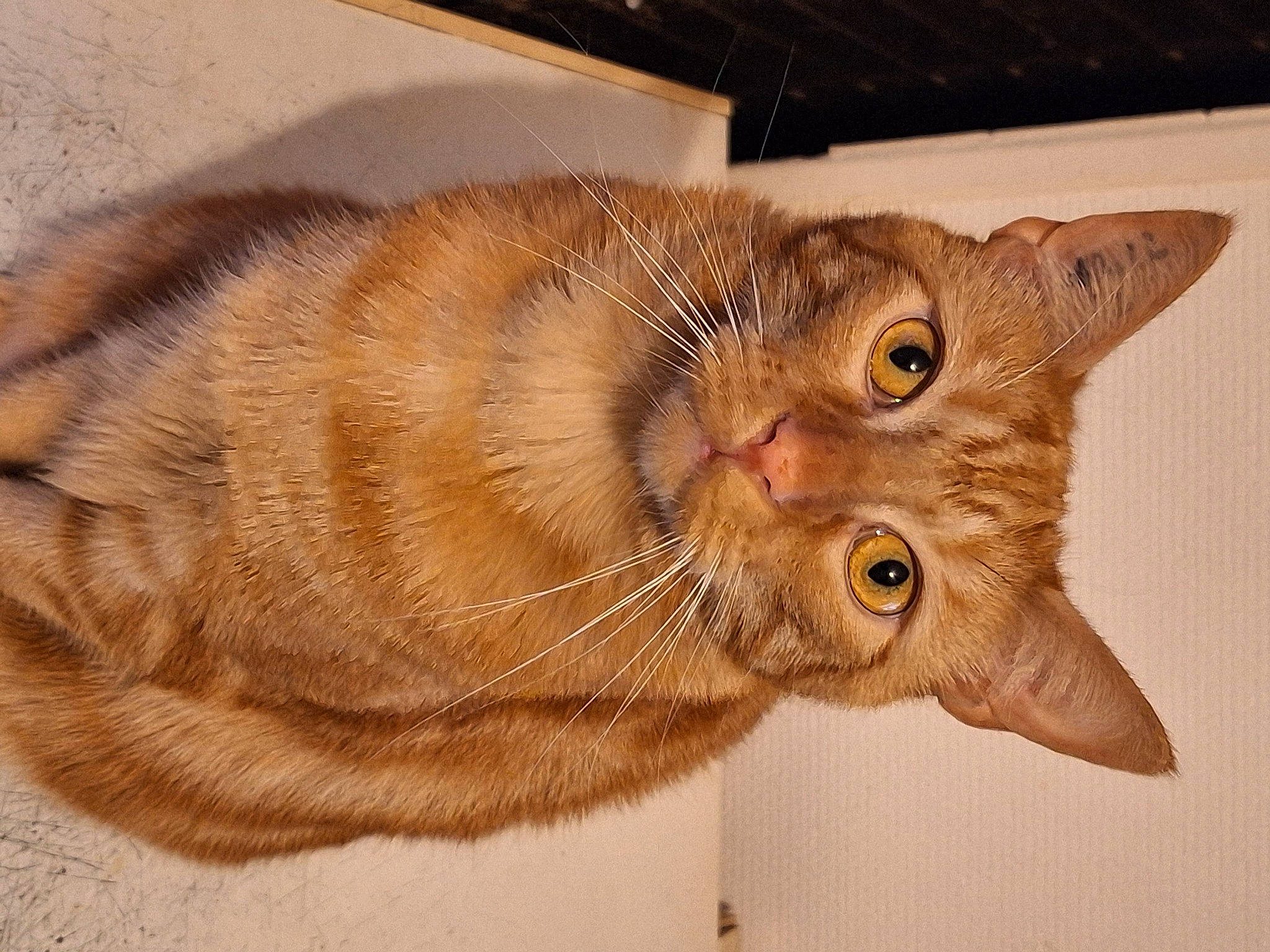 Symba a rejoint le concours — aidez-le/la à gagner de superbes lots ! carnivore, cat, claw, domestic_short_haired_cat, ear, fawn, felidae, fur, paw, small_to_medium_sized_cats, snout, tail, terrestrial_animal, whiskers, wrinkle