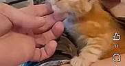 Symba a rejoint le concours — aidez-le/la à gagner de superbes lots ! cat, child, cuddling, cute, face, furniture, hand, home, indoor, kitten, orange_cat, person, petting, screenshot, shelf, sleeveless_shirt, smiling, social_media, text_overlay, young