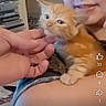 cat, child, cuddling, cute, face, furniture, hand, home, indoor, kitten, orange_cat, person, petting, screenshot, shelf, sleeveless_shirt, smiling, social_media, text_overlay, young