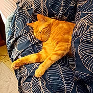 Symba a rejoint le concours — aidez-le/la à gagner de superbes lots ! animal, bed, blanket, cat, comfort, cozy, cute, domestic_cat, feline, fur, home, indoor, leaf_pattern, nap, orange_cat, pet, quiet, relaxed, resting, sleeping