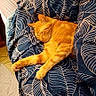 animal, bed, blanket, cat, comfort, cozy, cute, domestic_cat, feline, fur, home, indoor, leaf_pattern, nap, orange_cat, pet, quiet, relaxed, resting, sleeping