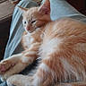 Symba participe au concours pour gagner de l'argent avec cette photo : animal, casual, cat, claws, cozy, domestic_cat, fur, furniture, indoor, kitten, lap, mug, orange_tabby, person, pet, relaxing, resting, sleeping, whiskers, wooden_table