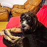 dog, blue_eyes, black_fur, tan_fur, couch, red_couch, leather_chair, brown_chair, indoor, pet, animal, fur, looking_back, relaxed, home, living_room, cozy, seated, curious, closeup