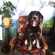 Prince a rejoint le concours — aidez-le/la à gagner de superbes lots ! animal, background, black_dog, chair, colorful, decor, dog, furniture, happy, home, indoor, nature_scene, pet, plant, portrait, potted_plant, seated, tongue_out, waterfall, white_fur