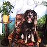 dog, chair, plant, potted_plant, waterfall, indoor, pet, tongue_out, animal, furniture, decor, black_dog, white_fur, happy, seated, background, nature_scene, colorful, portrait, home
