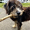 dog, stick, outdoor, grass, path, fur, cute, playful, animal, pet, building, colorful, urban, street, canine, nose, eyes, mouth, pavement, nature