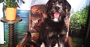 Prince participe au concours pour gagner de l'argent avec cette photo : animal, background, black_and_white, chair, dog, fur, happy, home_interior, indoor, patterned_fabric, pet, plant, potted_plant, screen_capture, social_media, table, text_overlay, tongue_out, waterfall_mural, wooden_armchair