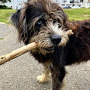 Prince participe au concours pour gagner de l'argent avec cette photo : animal, black, brown, buildings, daytime, dog, ears, eyes, fur, grass, mouth, nature, nose, outdoor, pavement, pet, playful, stick, trees, white