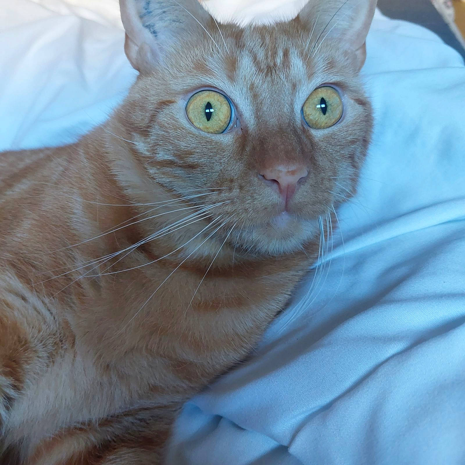 Symba participe au concours pour gagner de l'argent avec cette photo : carnivore, cat, cat_bed, comfort, domestic_short_haired_cat, electric_blue, eye, fawn, felidae, fur, small_to_medium_sized_cats, snout, whiskers, window, wrinkle