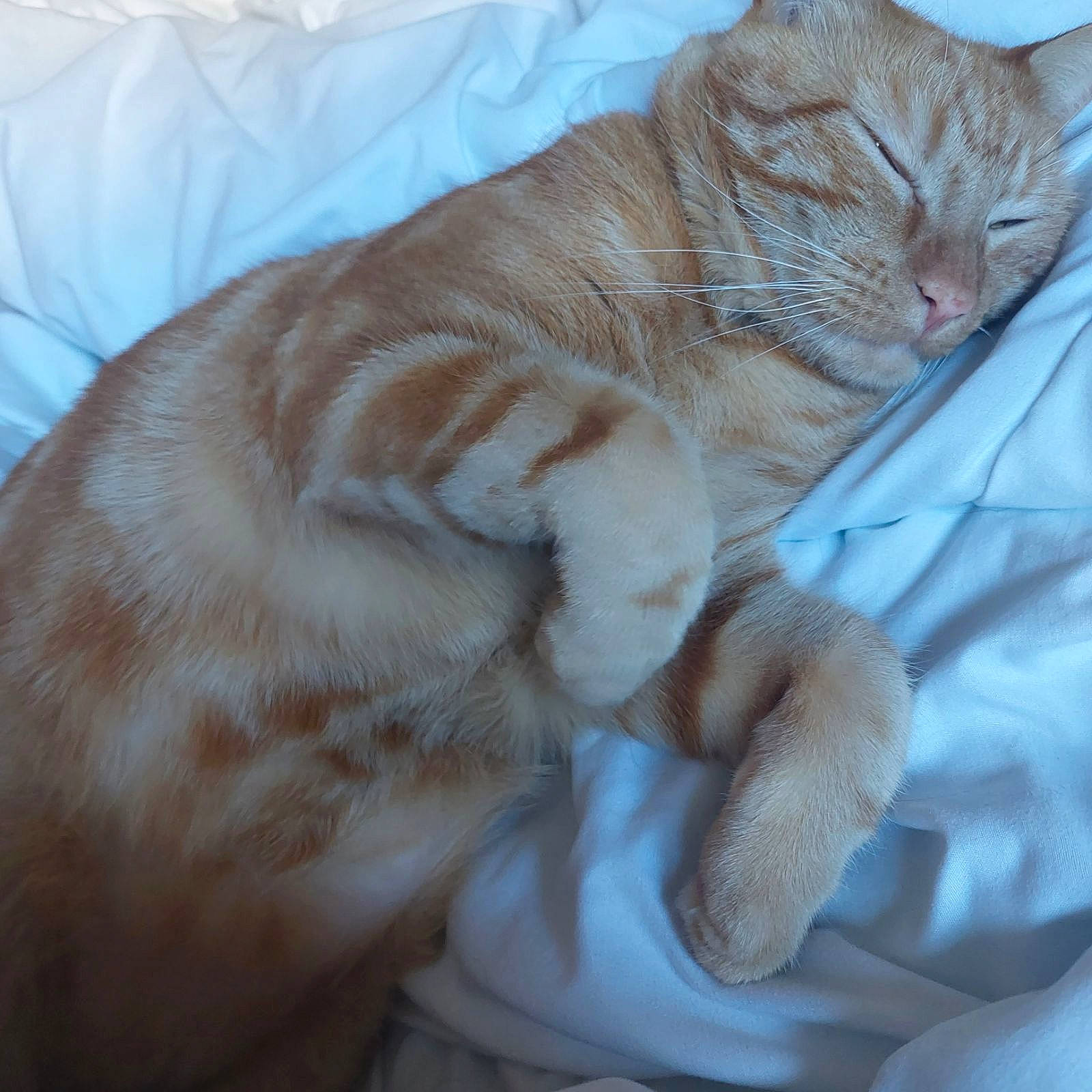 Symba participe au concours pour gagner de l'argent avec cette photo : carnivore, cat, claw, comfort, domestic_short_haired_cat, fawn, felidae, fur, paw, small_to_medium_sized_cats, snout, tail, whiskers, wrinkle