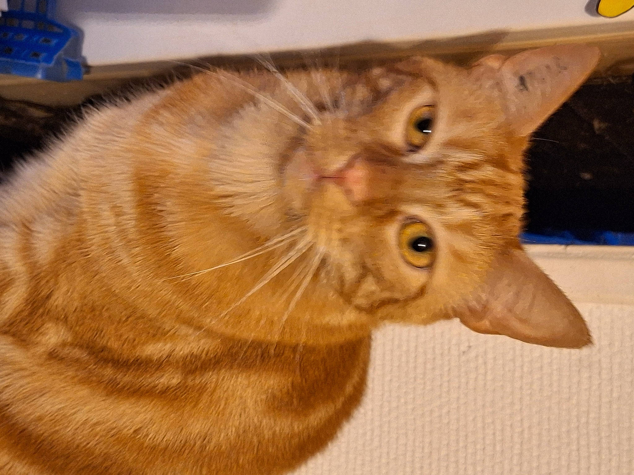 Symba a rejoint le concours — aidez-le/la à gagner de superbes lots ! carnivore, cat, claw, domestic_short_haired_cat, ear, fawn, felidae, fur, paw, small_to_medium_sized_cats, snout, tail, terrestrial_animal, whiskers, wood, wrinkle