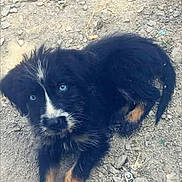 Prince participe au concours pour gagner de l'argent avec cette photo : animal, black_fur, blue_eyes, casual, curious, cute, digital_photo, dog, facebook_screenshot, lying_down, mobile_screen, nature, outdoor, pet, puppy, rocky_ground, scruffy, small_dog, social_media, young_dog