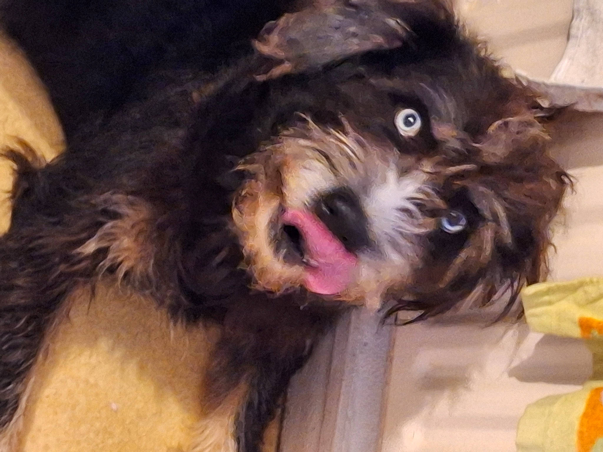 Prince a rejoint le concours — aidez-le/la à gagner de superbes lots ! biewer_terrier, canidae, carnivore, companion_dog, dog, dog_breed, ear, fawn, fur, liver, maltepoo, puppy_love, shih_poo, small_terrier, snout, sporting_group, terrier, toy_dog, working_animal, yorkipoo