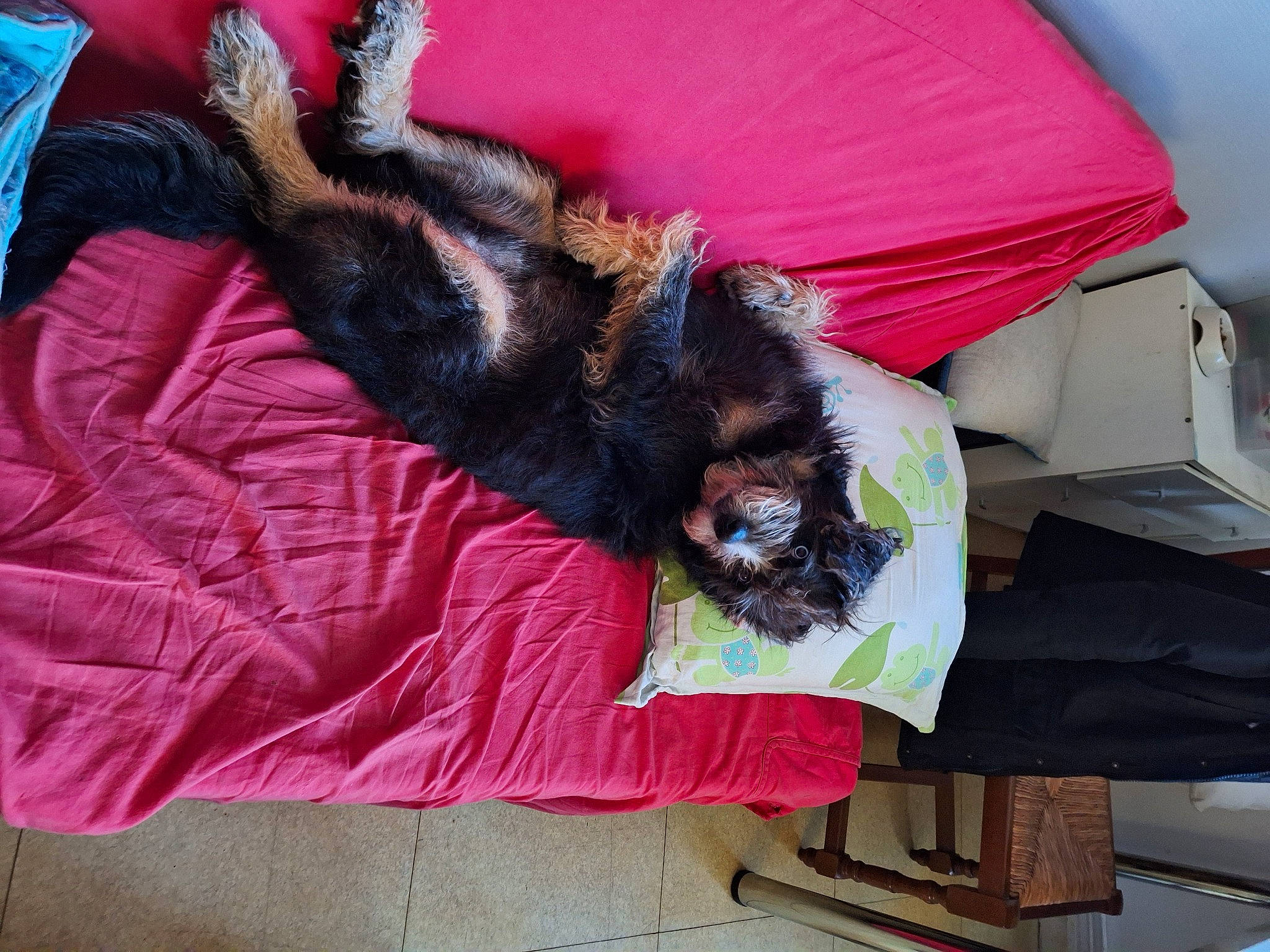 Prince participe au concours pour gagner de l'argent avec cette photo : bed, canidae, carnivore, comfort, companion_dog, dog, dog_breed, felidae, fur, linens, liver, magenta, mammal, small_to_medium_sized_cats, sporting_group, tail, textile, tints_and_shades, toy_dog, vertebrate