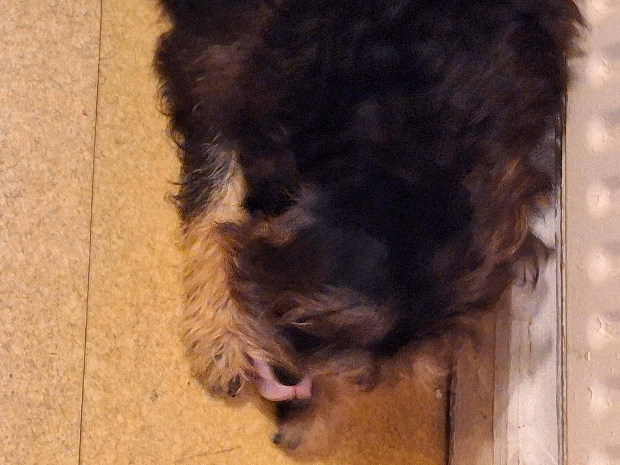 Prince participe au concours pour gagner de l'argent avec cette photo : canidae, carnivore, companion_dog, dog, dog_breed, flooring, foot, fur, liver, paw, snout, sporting_group, tail, terrestrial_animal, terrier, wood, working_animal, working_dog