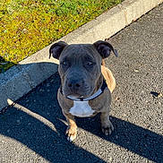Abby participe au concours pour gagner de l'argent avec cette photo : alert, animal, asphalt, canine, collar, curb, cute, daytime, dog, greenery, moss, nature, outdoor, pet, pitbull, puppy, shadow, sitting, sunlight, young