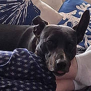 Asha is registered to the contest to win money with this photo: dog, black_dog, couch, pillows, blanket, indoor, resting, relaxed, ear_up, patterned_fabric, home, comfort, pet, animal, snuggle, soft_lighting, furniture, closeup, sleepy, domestic