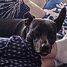 dog, black_dog, couch, pillows, blanket, indoor, resting, relaxed, ear_up, patterned_fabric, home, comfort, pet, animal, snuggle, soft_lighting, furniture, closeup, sleepy, domestic