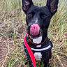 Asha is registered to the contest to win money with this photo: dog, black_dog, tongue_out, large_ears, white_chest, harness, leash, grass, outdoor, nature, playful, pet, canine, animal, closeup, portrait, funny, cute, summer, adventure