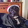 Asha joined the competition — help win amazing prizes! dog, black_dog, santa_hat, blanket, dog_pattern, indoor, wooden_dresser, flowers, vase, decor, living_room, pet, resting, cozy, canine, holiday, festive, collar, fur, relaxed