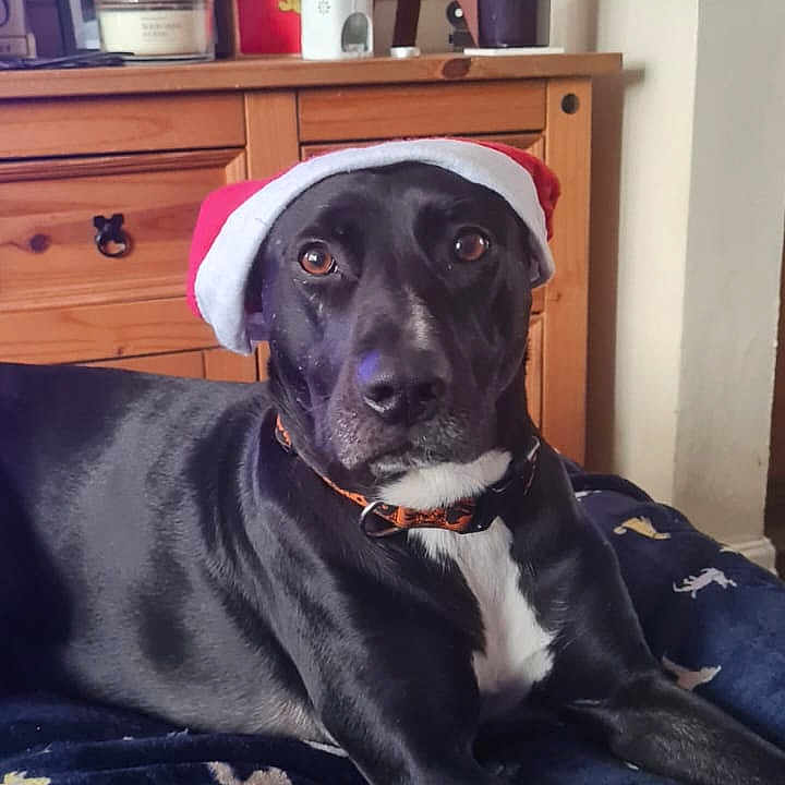 Asha joined the competition — help win amazing prizes! dog, black_dog, santa_hat, blanket, dog_pattern, indoor, wooden_dresser, flowers, vase, decor, living_room, pet, resting, cozy, canine, holiday, festive, collar, fur, relaxed