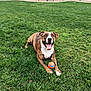 dog, brindle, grass, ball, park, playful, tongue_out, happy, pet, outdoor, animal, canine, summer, greenery, fence, daylight, nature, mammal, friendly, resting