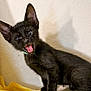 Zeus joined the competition — help win amazing prizes! black_cat, kitten, pet, animal, feline, ears, whiskers, mouth_open, tongue, indoor, yellow_fabric, wall, cute, young, fur, playful, small, domestic_cat, portrait, expression