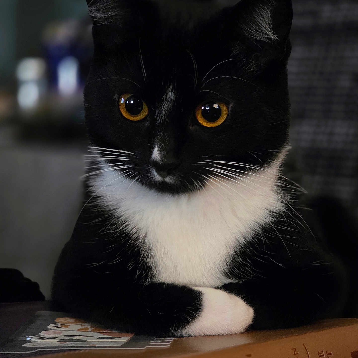 Miss Priss joined the competition — help win amazing prizes! cat, tuxedo_cat, black_and_white, amber_eyes, pet, animal, indoor, book, reading, table, close_up, portrait, feline, whiskers, paws, resting, focused, domestic_cat, quiet, curious