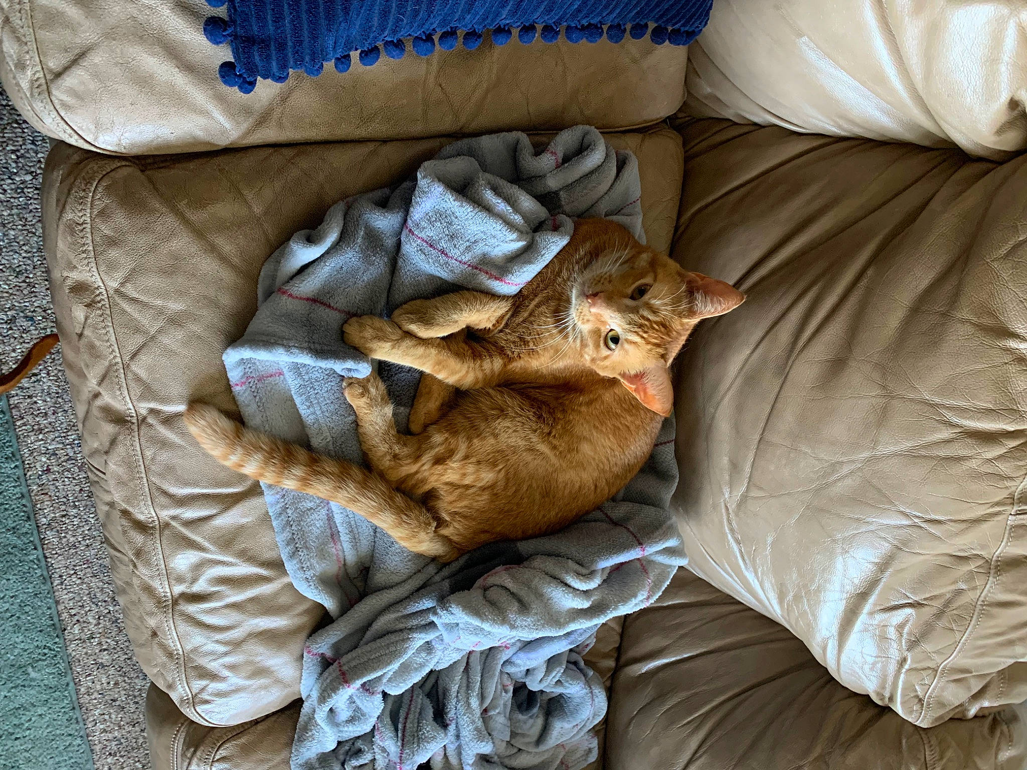 Binx joined the competition — help win amazing prizes! bed_sheet, bedding, brown, carnivore, cat, comfort, domestic_short_haired_cat, duvet, fawn, felidae, fur, grey, linens, nap, sleep, small_to_medium_sized_cats, tail, textile, whiskers, wood