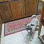 Wally joined the competition — help win amazing prizes! animal, canine, curious, dog, domestic, floor, home, indoor, kitchen, mischievous, pacifier, pet, pet_accessory, playful, pug, red_rug, small_dog, tile_floor, toy, wooden_cabinets