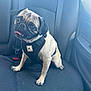 dog, pug, car_interior, back_seat, black_harness, tongue_out, pet_hair, seat_belt, animal, cute, small_dog, canine, pet, companion, vehicle, window, sitting, fur, ears, happy