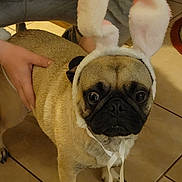 Wally is registered to the contest to win money with this photo: animal, black_face, brown, bunny_ears, costume, cute, dog, domestic_animal, ears, eyes, face, funny, fur, hands, indoor, pet, pug, ribbon, small_dog, tile_floor