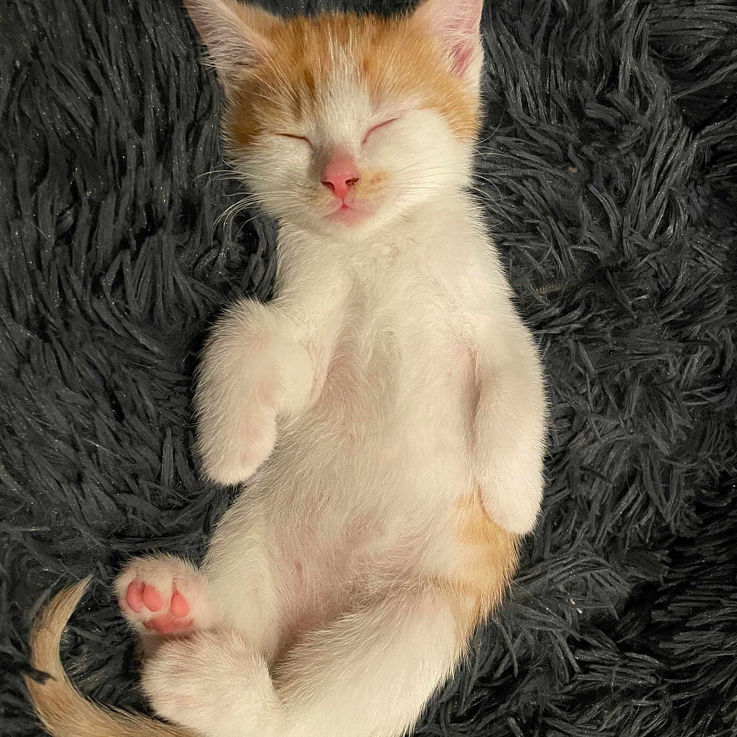 Dexter is registered to the contest to win money with this photo: abyssinian, angora, animal, art, cat, hardwood, kitten, manx, painting, person, pet, photography, siamese, slate, sleeping, wood