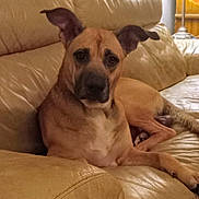 Lincoln is registered to the contest to win money with this photo: dog, tan, pet, couch, leather, indoor, lamp, relaxed, animal, fur, ears, face, looking, resting, living_room, furniture, home, canine, domestic, comfort
