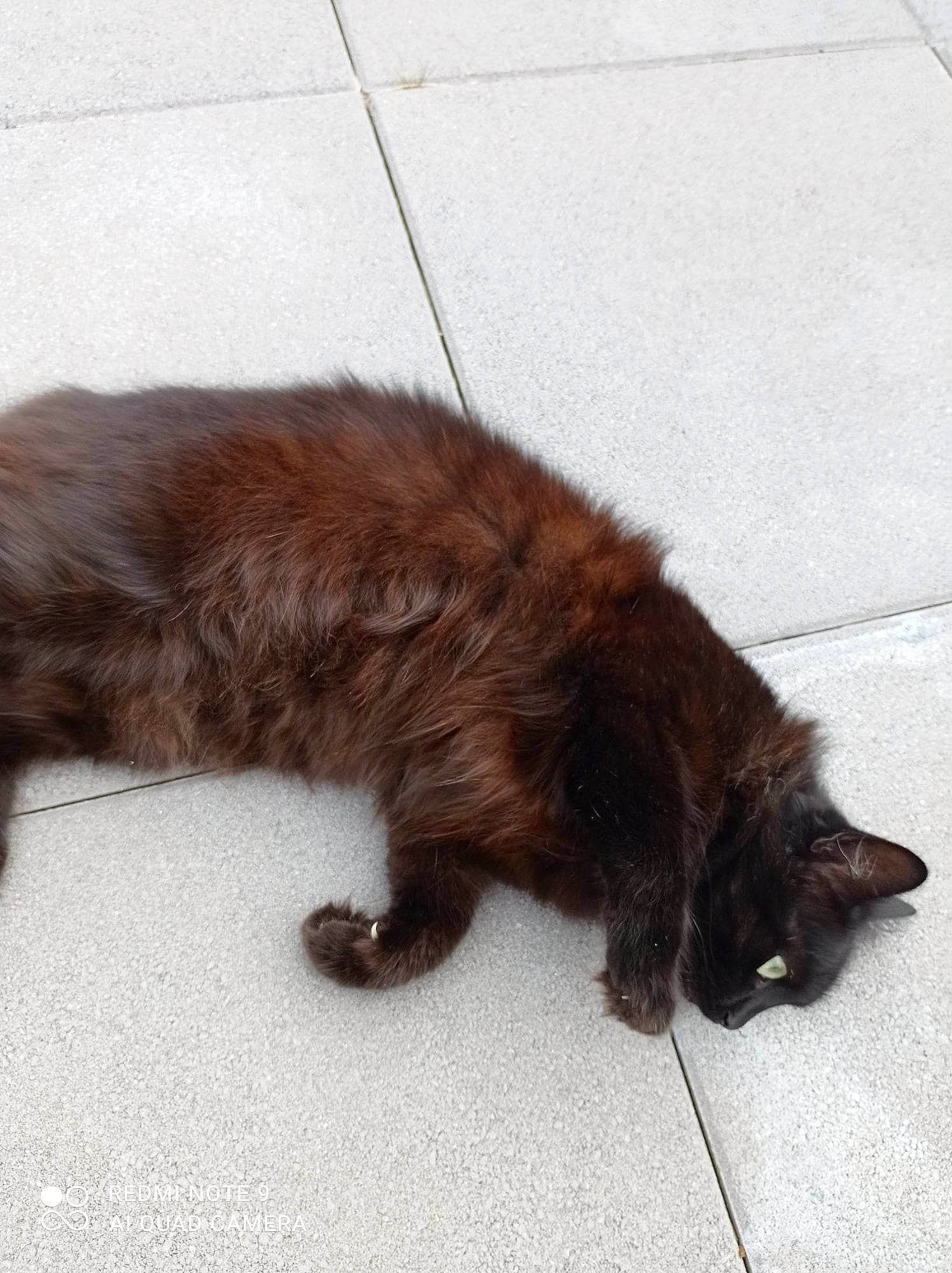 Harley participe au concours pour gagner de l'argent avec cette photo : brown, canidae, carnivore, cat, claw, comfort, dog_breed, domestic_short_haired_cat, fawn, felidae, foot, fur, liver, paw, small_to_medium_sized_cats, sporting_group, tail, terrestrial_animal, whiskers, wood