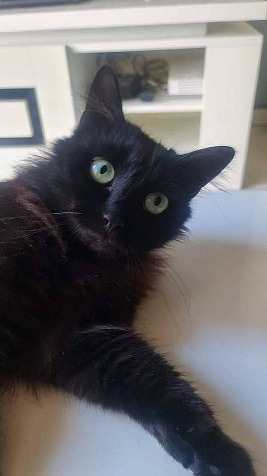 Harley participe au concours pour gagner de l'argent avec cette photo : black_cat, bombay, carnivore, cat, claw, domestic_short_haired_cat, ear, eye, felidae, fur, iris, paw, plant, small_to_medium_sized_cats, snout, tail, whiskers, window