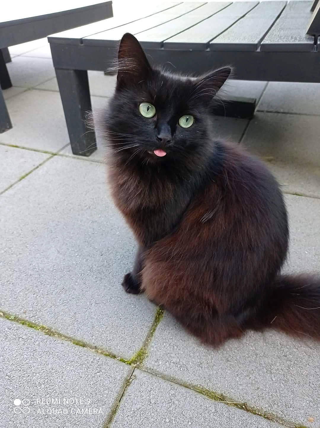 Harley a rejoint le concours — aidez-le/la à gagner de superbes lots ! black_cat, bombay, carnivore, cat, claw, domestic_short_haired_cat, felidae, flooring, fur, grey, paw, sitting, small_to_medium_sized_cats, snout, tail, tile_flooring, whiskers