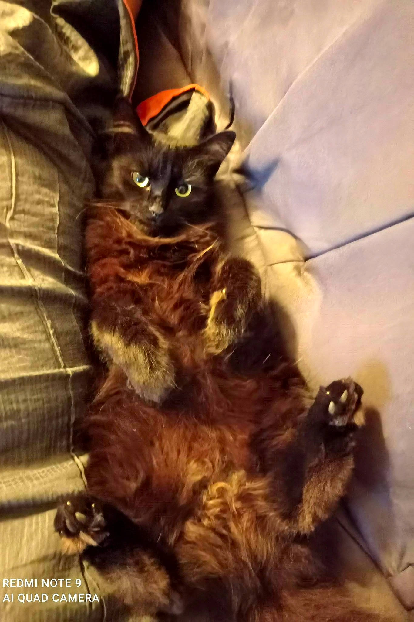 Harley participe au concours pour gagner de l'argent avec cette photo : black_cat, carnivore, cat, cg_artwork, claw, comfort, domestic_short_haired_cat, fawn, felidae, fur, grey, metal, pattern, paw, small_to_medium_sized_cats, snout, tail, terrestrial_animal, top, whiskers