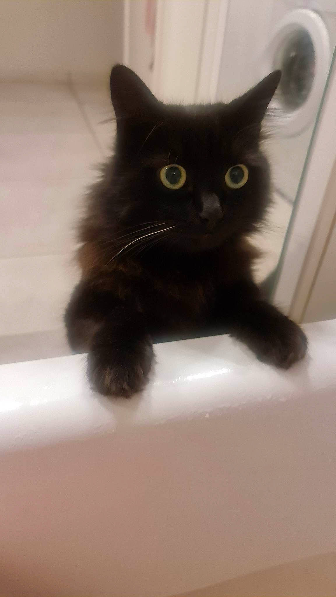 Harley participe au concours pour gagner de l'argent avec cette photo : black_cat, bombay, carnivore, cat, claw, domestic_short_haired_cat, felidae, fur, paw, small_to_medium_sized_cats, snout, tail, terrestrial_animal, whiskers, window