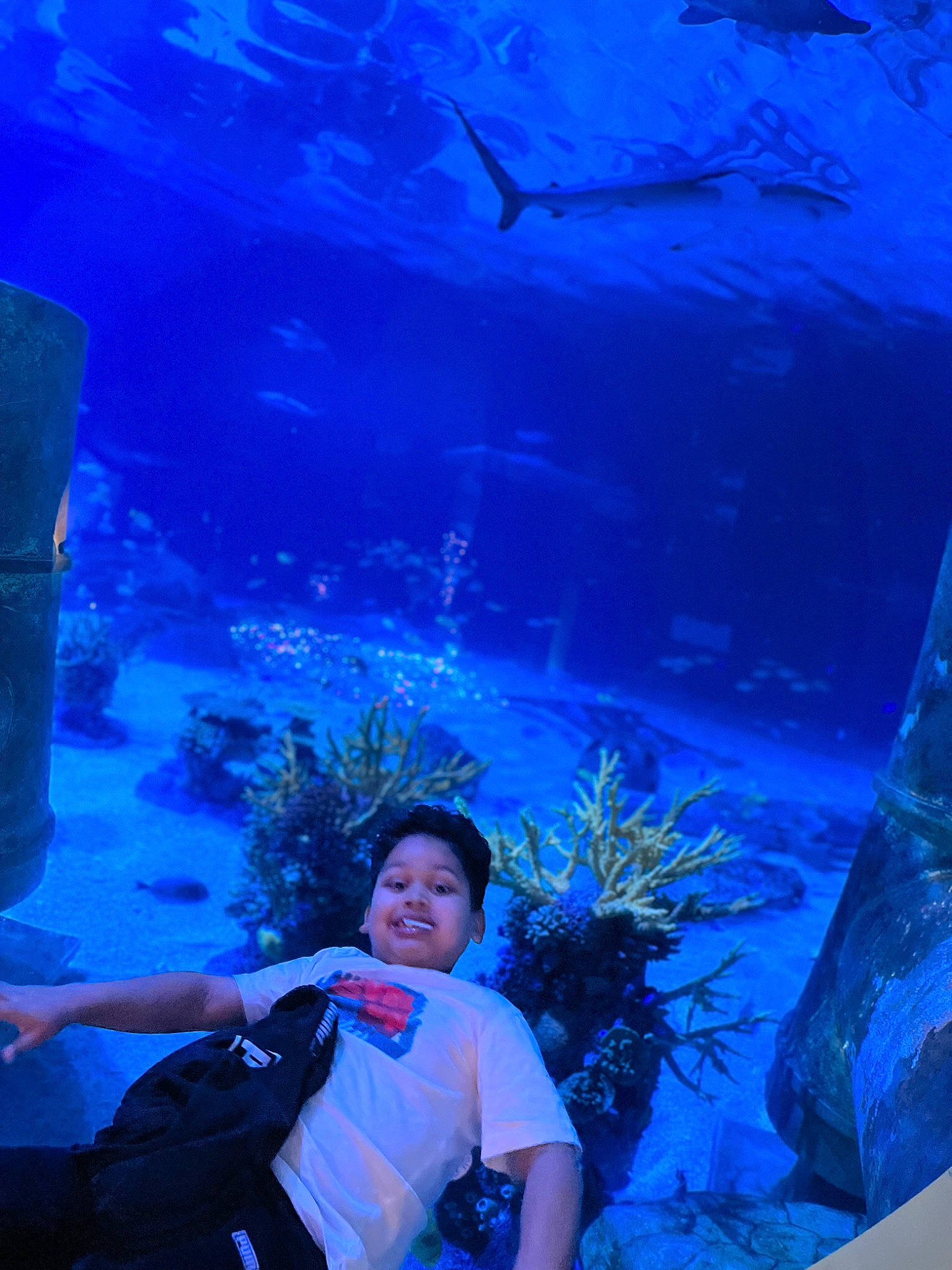 Wilderson joined the competition — help win amazing prizes! aqua, aquarium, azure, blue, electric_blue, event, fun, hat, joy, leisure, marine_biology, ocean, organism, person, plant, recreation, smile, tree, underwater, vertebrate