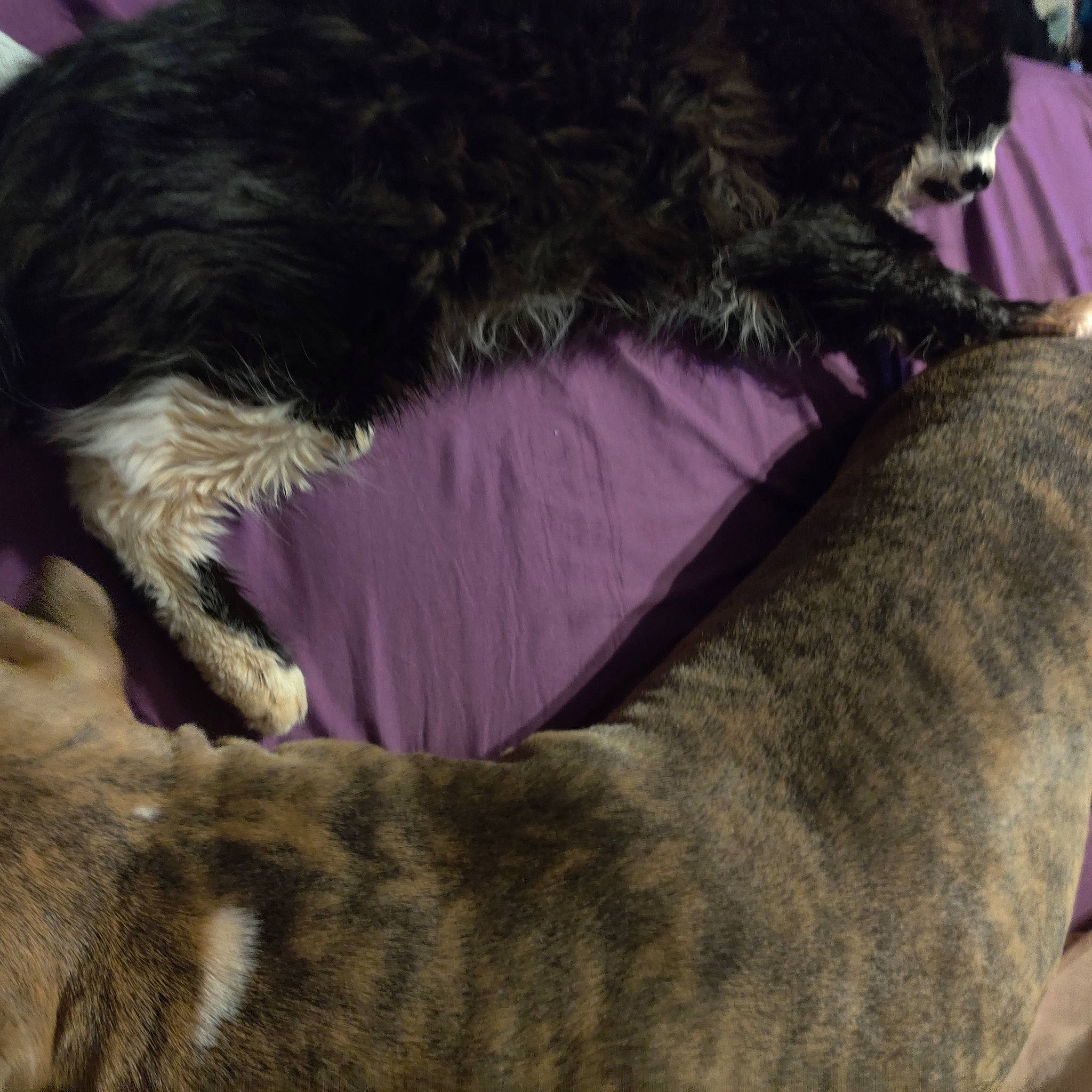 Handsome Hansel joined the competition — help win amazing prizes! canidae, carnivore, claw, comfort, companion_dog, couch, dog, dog_breed, felidae, fur, liver, mammal, nap, small_to_medium_sized_cats, snout, sporting_group, tail, terrestrial_animal, vertebrate, whiskers