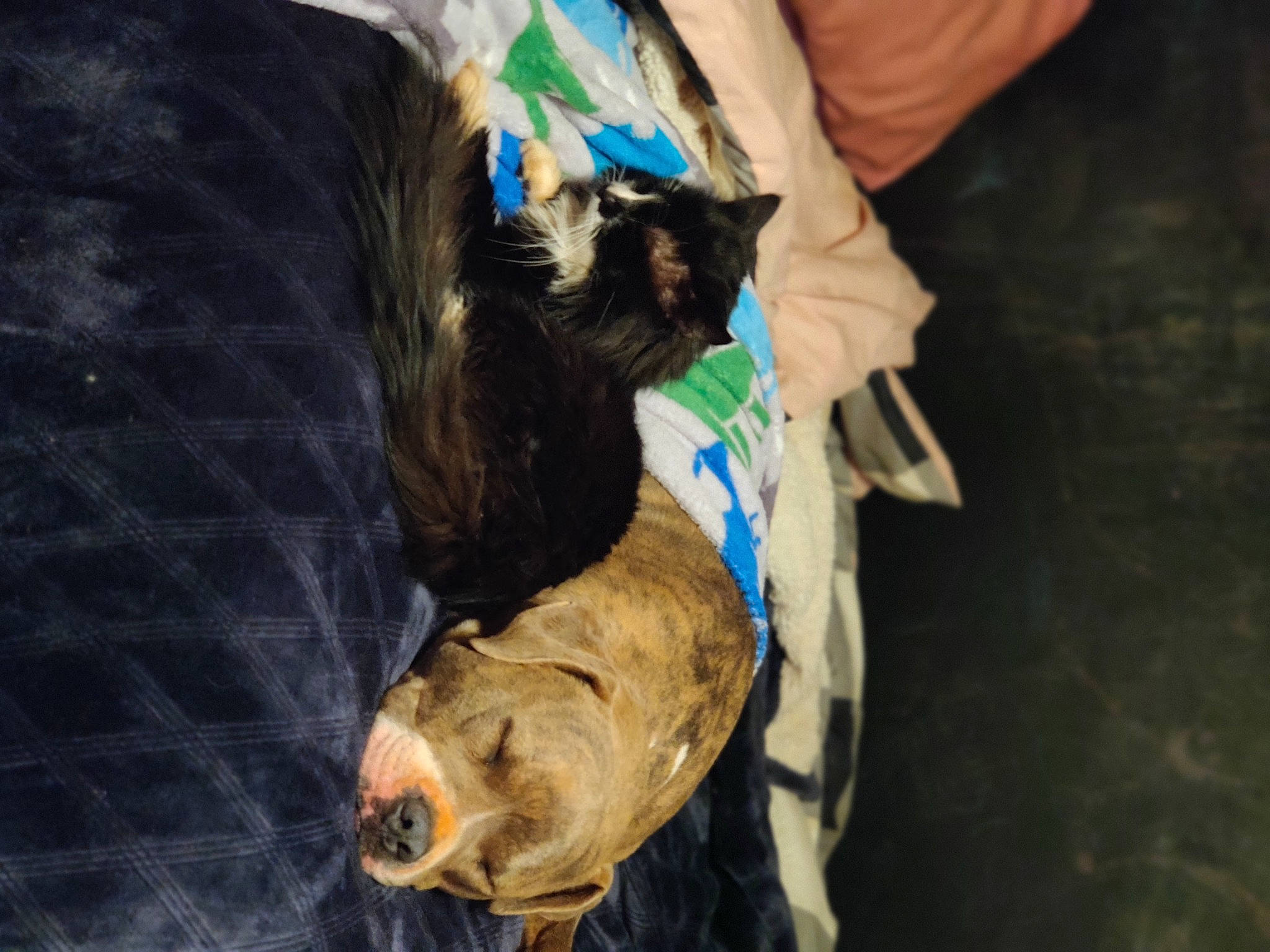 Handsome Hansel joined the competition — help win amazing prizes! canidae, carnivore, companion_dog, dog, dog_breed, fawn, felidae, fur, guard_dog, natural_material, non_sporting_group, puppy, small_to_medium_sized_cats, snout, sporting_group, terrestrial_animal, toy_dog, working_animal