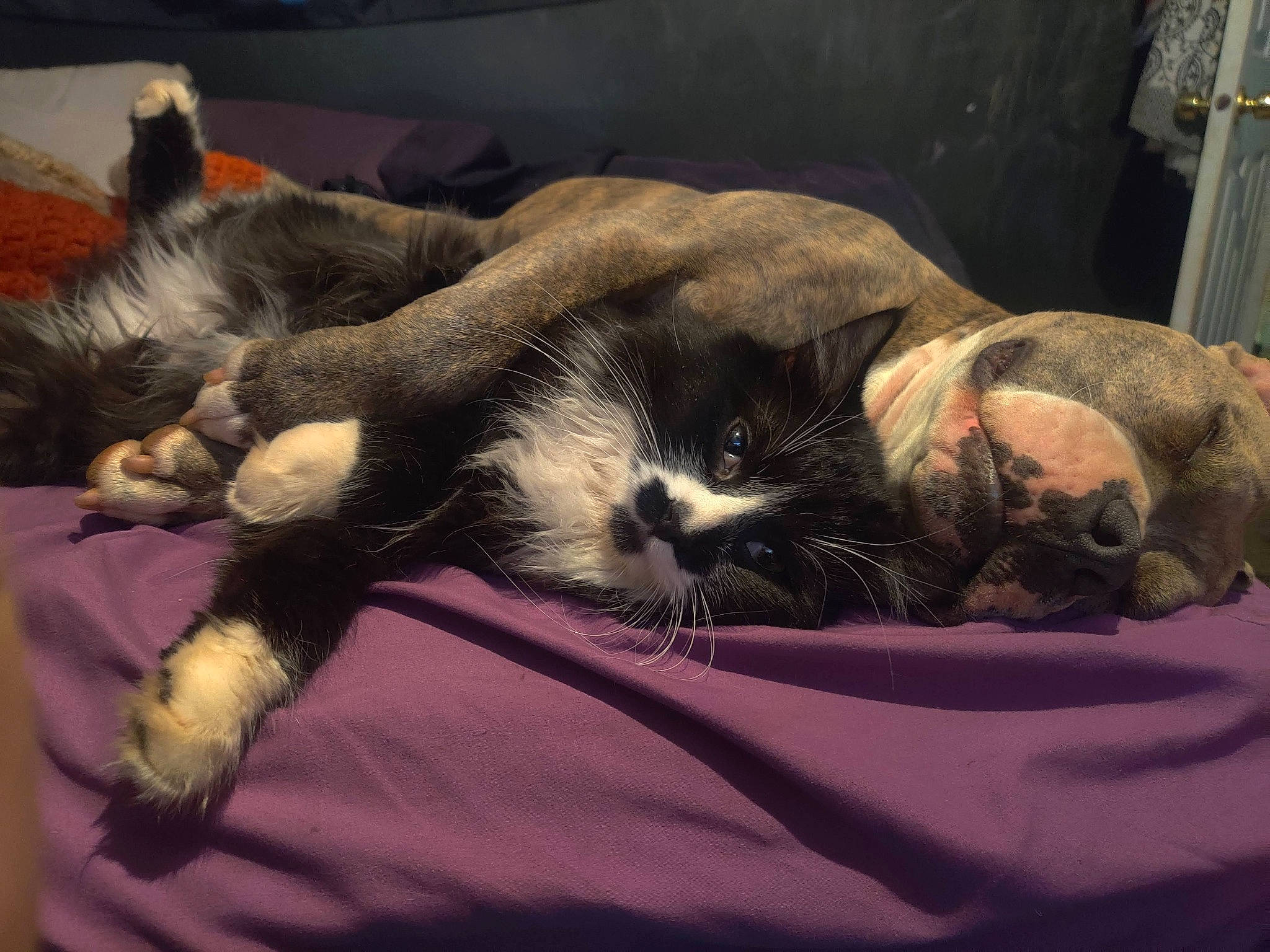 Handsome Hansel is registered to the contest to win money with this photo: canidae, carnivore, cat, claw, cloud, comfort, companion_dog, dog_breed, domestic_short_haired_cat, fawn, felidae, linens, paw, small_to_medium_sized_cats, snout, sporting_group, tail, textile, whiskers, window