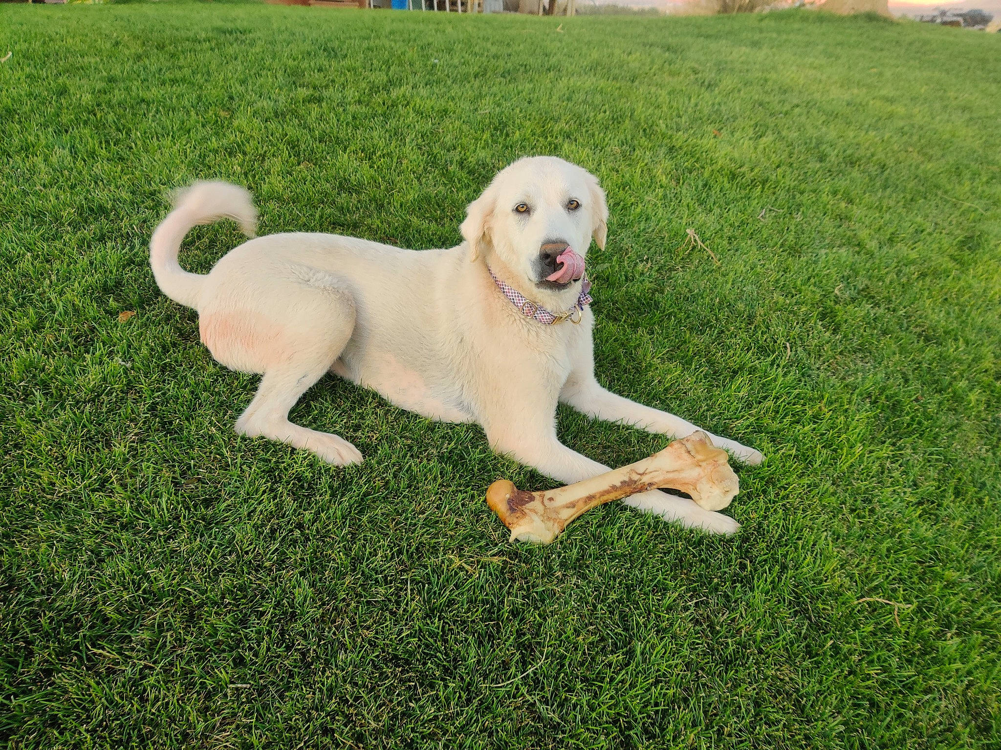 Cricket May is registered to the contest to win money with this photo: canidae, carnivore, companion_dog, dog, dog_breed, fawn, garden, grass, grassland, labrador_retriever, lawn, leisure, livestock_guardian_dog, pet_supply, plant, polish_tatra_sheepdog, recreation, sporting_group, tail, yard