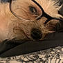 dog, close_up, glasses, fur, nose, eye, laying_down, scruffy, pet, animal, indoors, cute, black_glasses, face, portrait, whiskers, soft_focus, resting, texture, sleepy