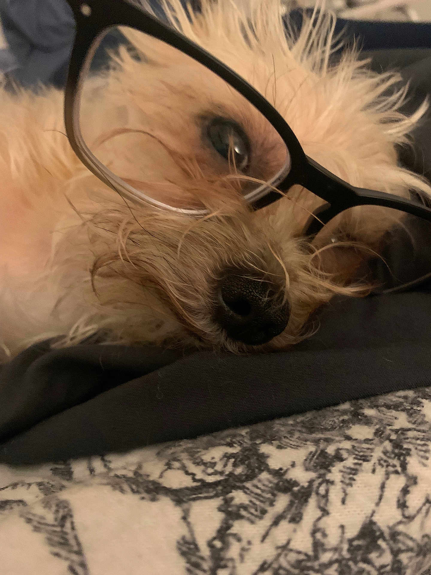 Seinor Poopis