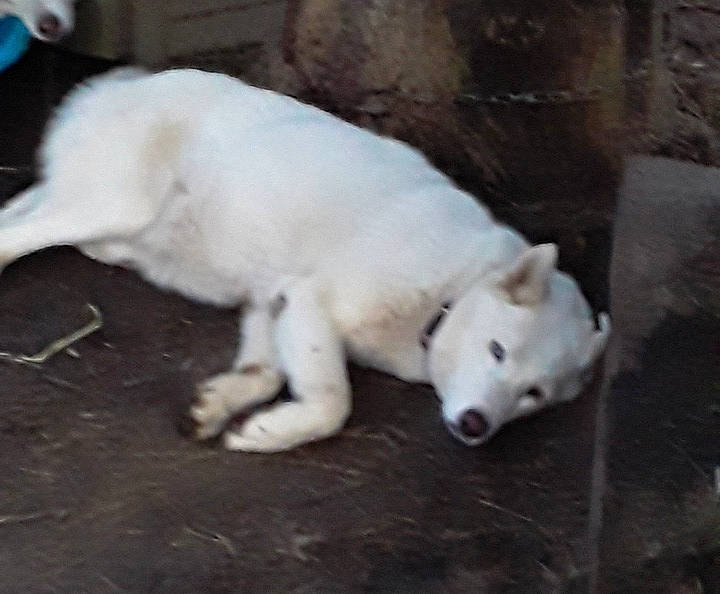 Rozie joined the competition — help win amazing prizes! akbash_dog, canidae, carnivore, central_asian_shepherd_dog, dog, dog_breed, kintamani, kishu, korean_jindo_dog, labrador_husky, livestock_guardian_dog, mammal, nose, pungsan_dog, puppy, vertebrate